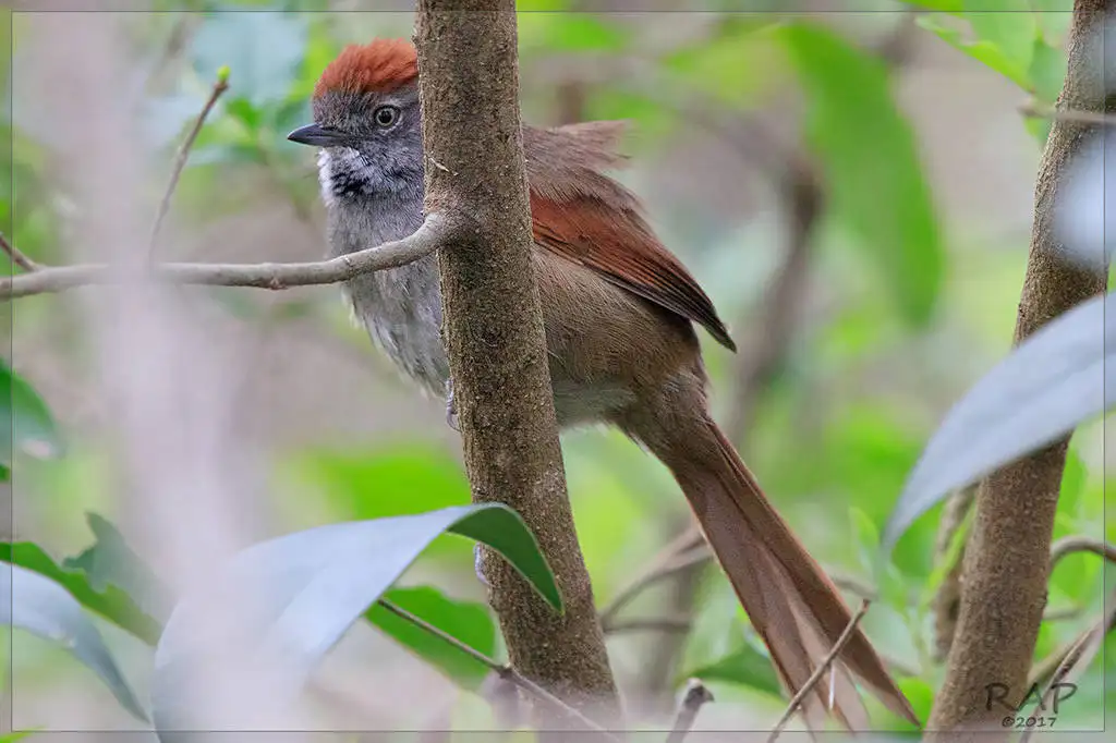 烟额针尾雀(Synallaxis frontalis)