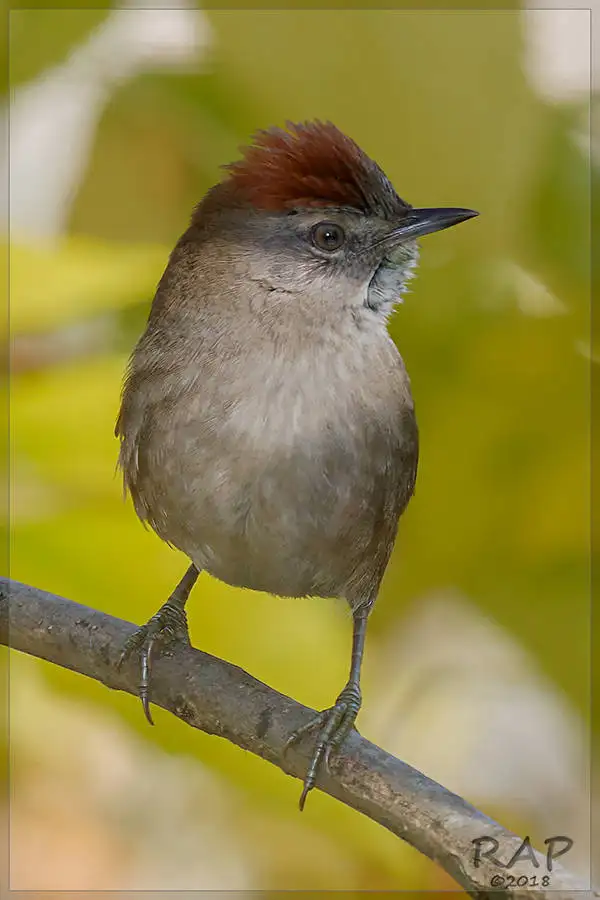 烟额针尾雀(Synallaxis frontalis)