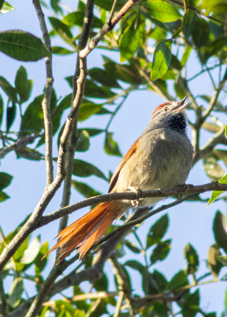 烟额针尾雀(Synallaxis frontalis)