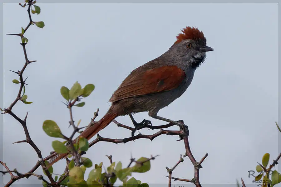 烟额针尾雀(Synallaxis frontalis)