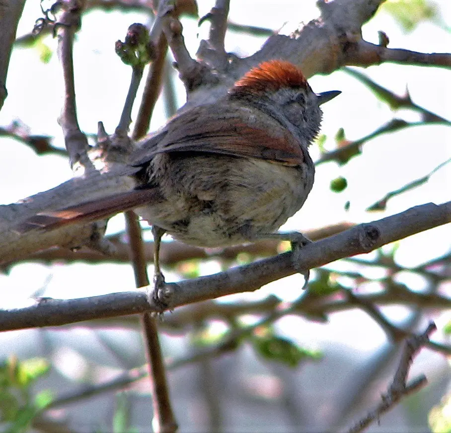 烟额针尾雀(Synallaxis frontalis)