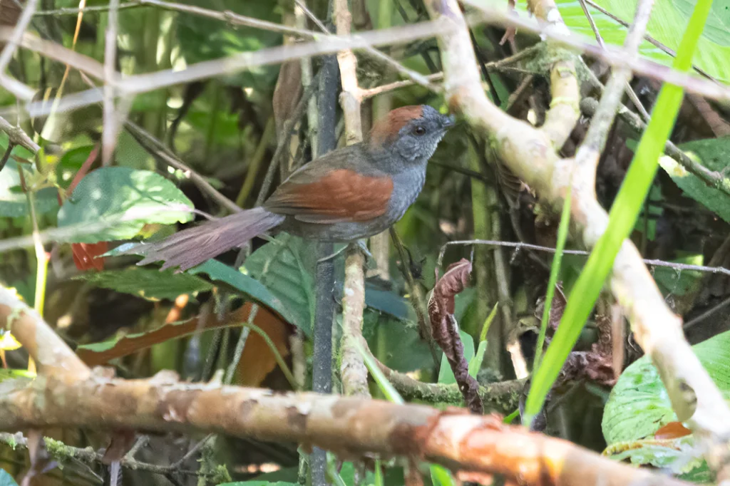 暗色针尾雀(Synallaxis moesta)