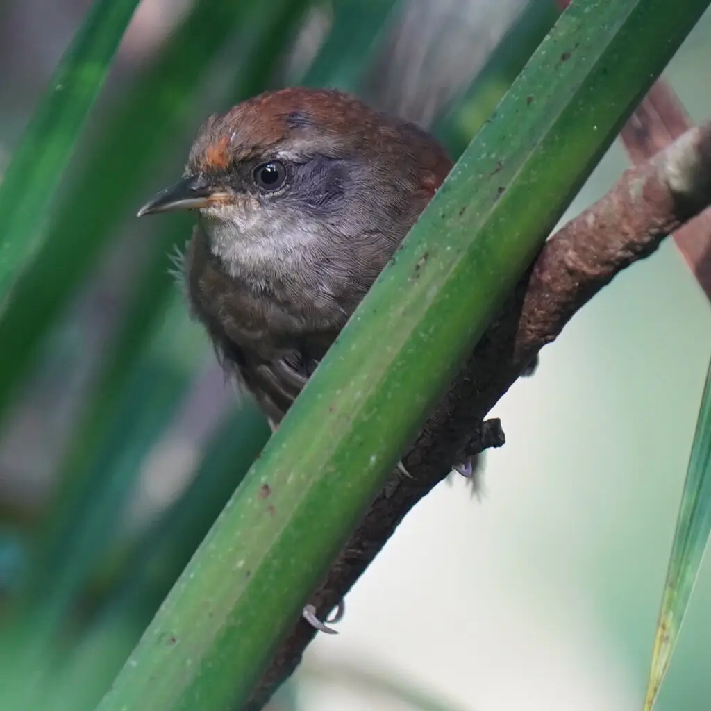 棕顶针尾雀(Synallaxis ruficapilla)