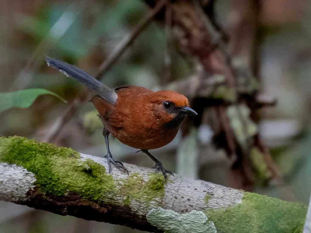 赤黄针尾雀(Synallaxis rutilans)