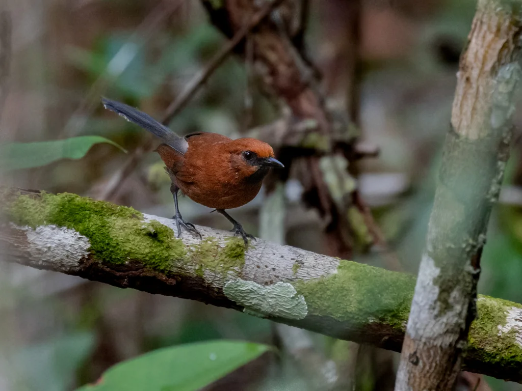 赤黄针尾雀(Synallaxis rutilans)