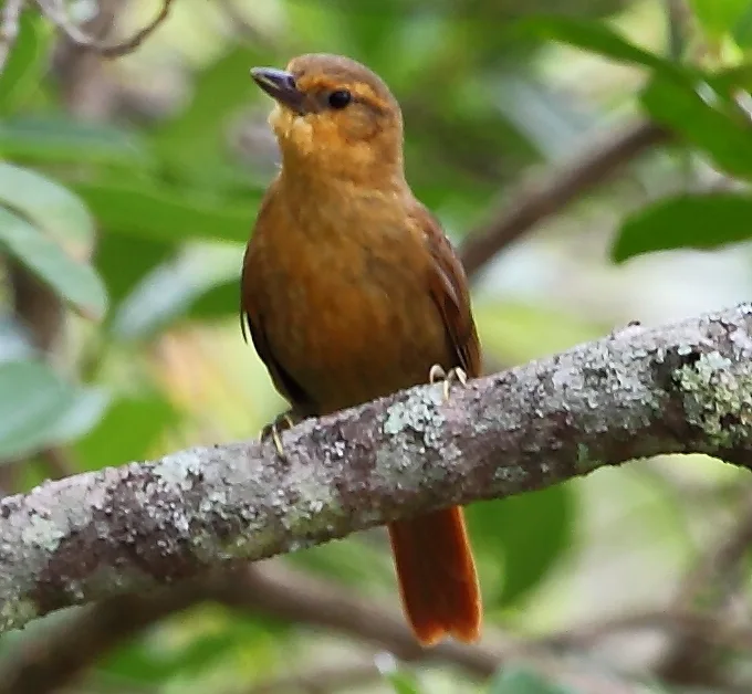 草黄拾叶雀(Syndactyla dimidiata)