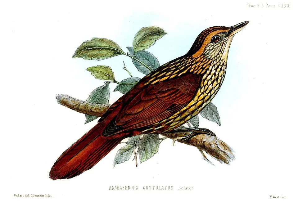 点斑拾叶雀(Syndactyla guttulata)