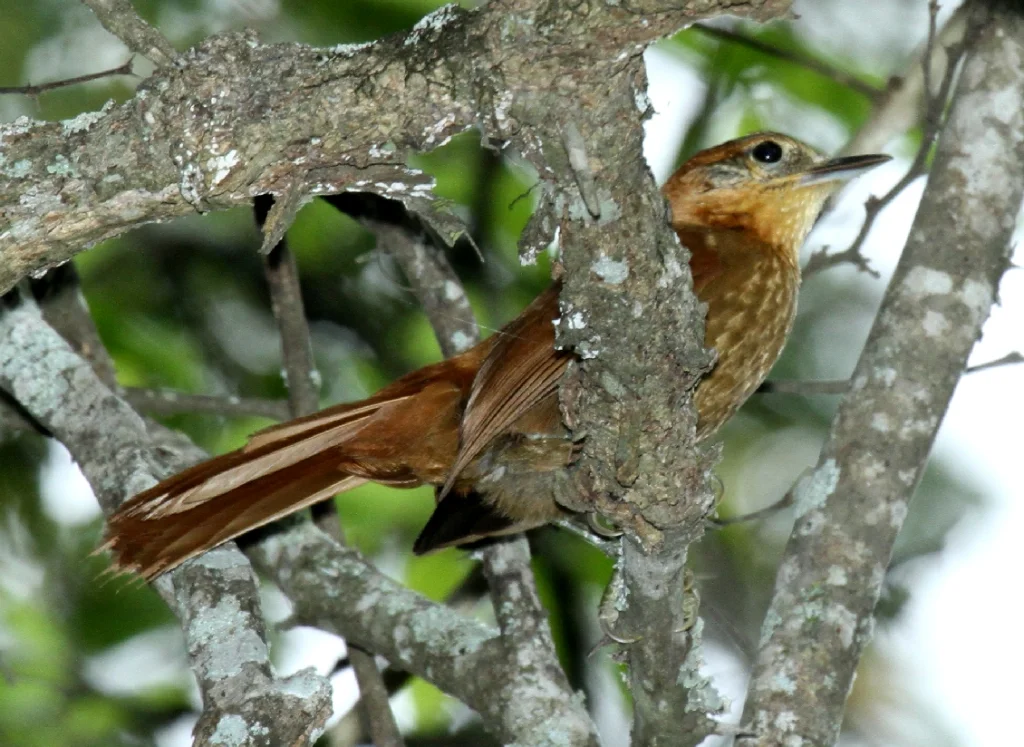 棕颈拾叶雀（Syndactyla ruficollis）