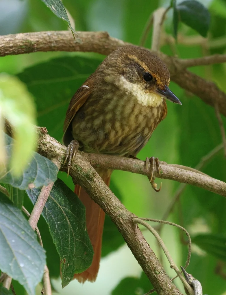 黄眉拾叶雀(Syndactyla rufosuperciliata)