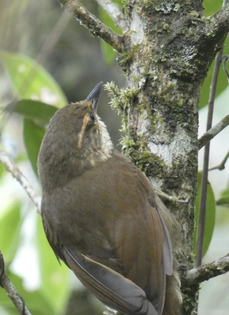 黄眉拾叶雀(Syndactyla rufosuperciliata)