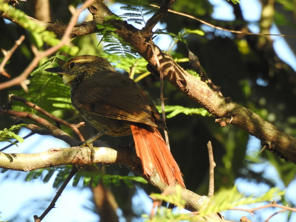 黄眉拾叶雀(Syndactyla rufosuperciliata)
