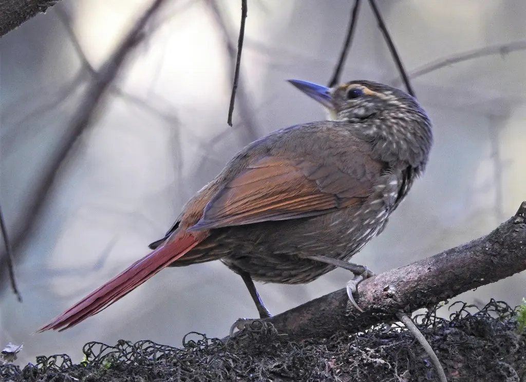 黄眉拾叶雀(Syndactyla rufosuperciliata)