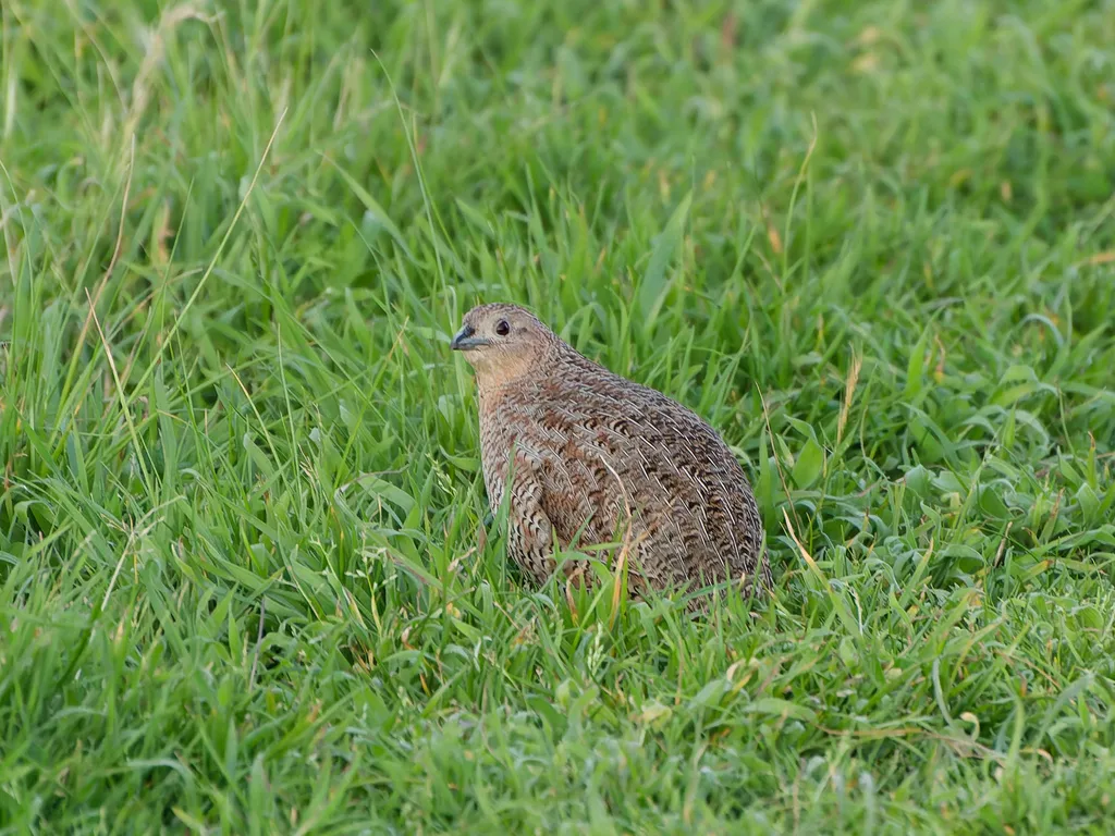褐鹌鹑(Synoicus ypsilophorus)