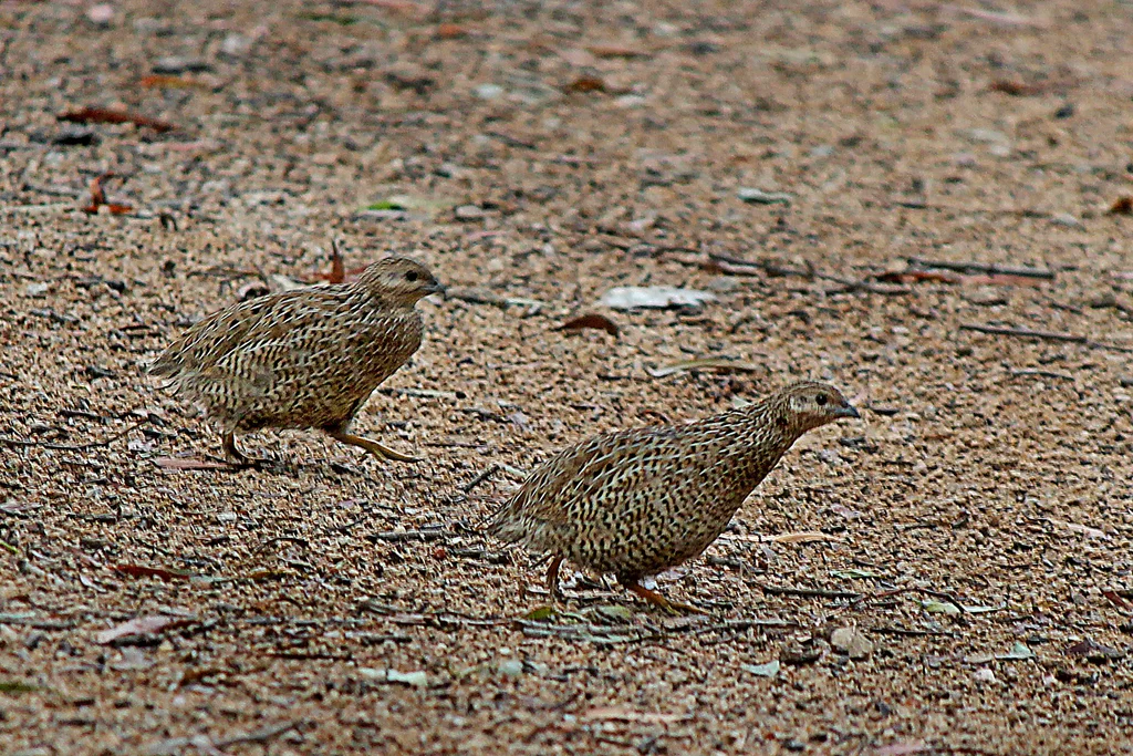 褐鹌鹑(Synoicus ypsilophorus)