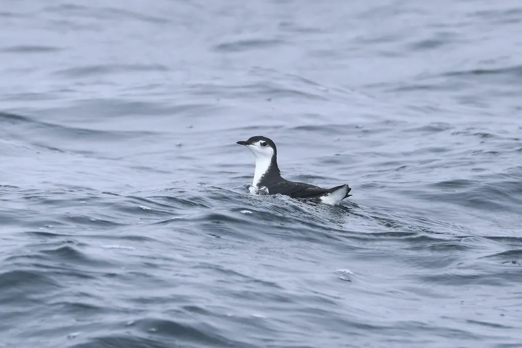 桑氏海雀(Synthliboramphus hypoleucus)