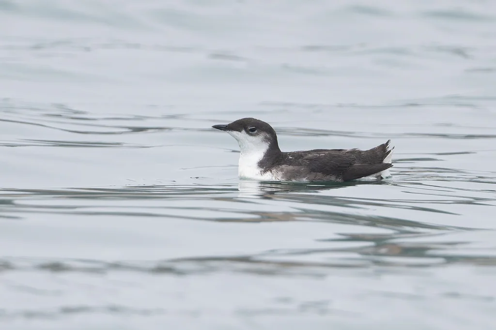 斯氏海雀(Synthliboramphus scrippsi)