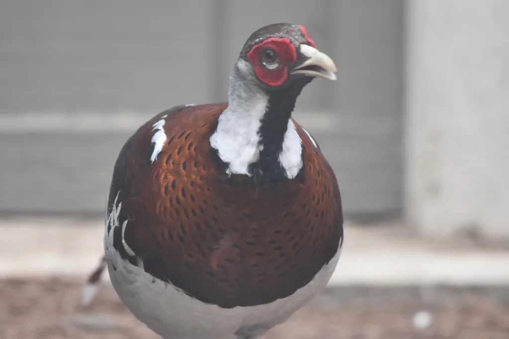 白颈长尾雉(Syrmaticus ellioti)