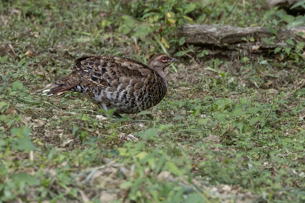白颈长尾雉(Syrmaticus ellioti)