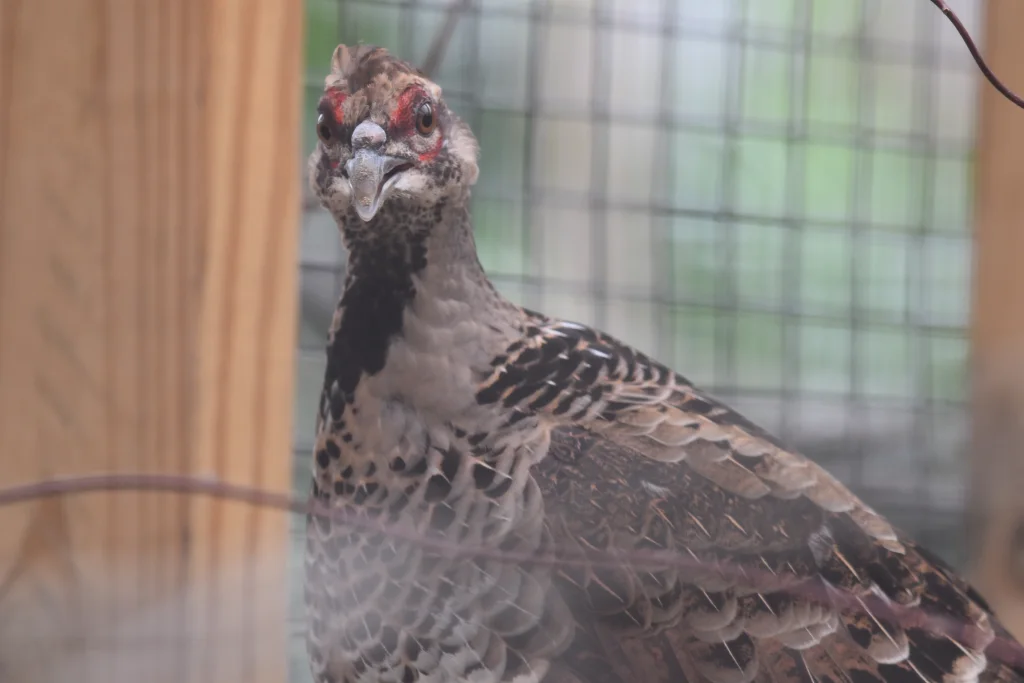 白颈长尾雉(Syrmaticus ellioti)