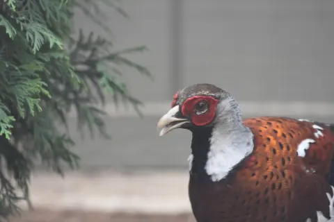 白颈长尾雉