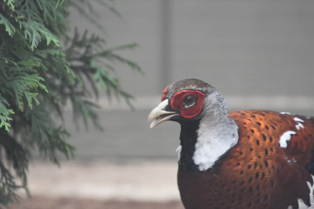 白颈长尾雉(Syrmaticus ellioti)