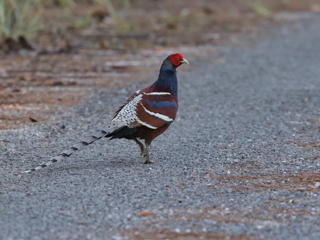 黑颈长尾雉(Syrmaticus humiae)