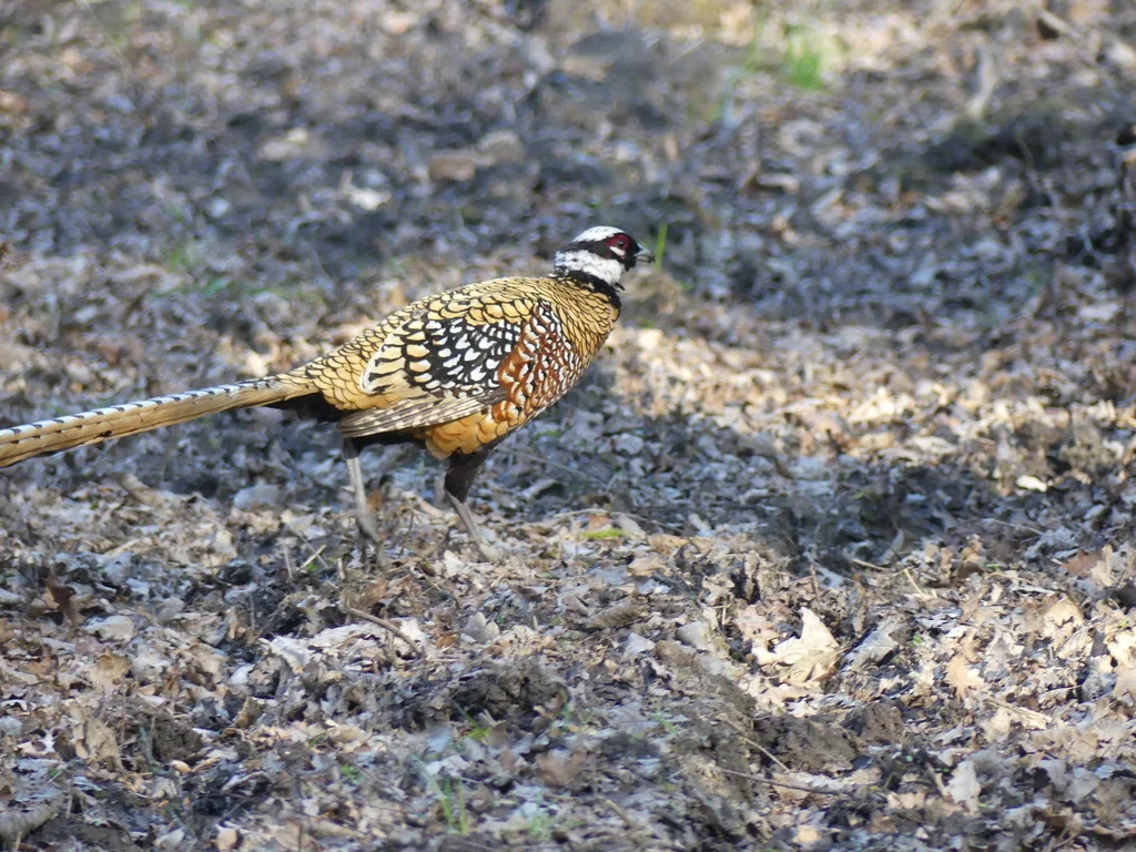 白冠长尾雉(Syrmaticus reevesii)