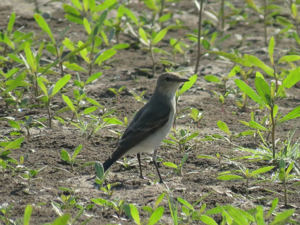 小地霸鹟(Syrtidicola fluviatilis)