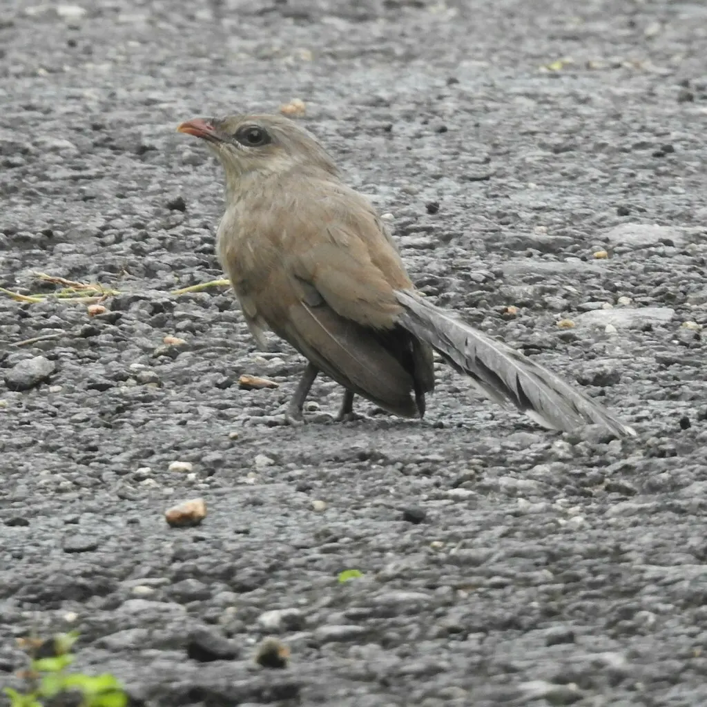 短嘴地鹃(Taccocua leschenaultii)