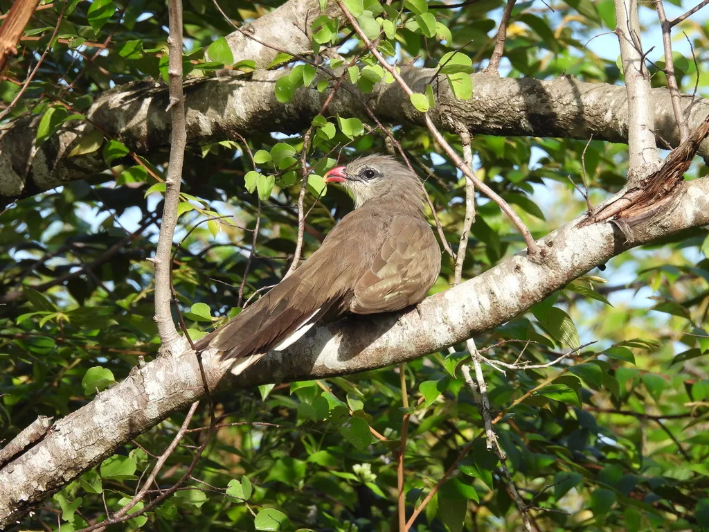 短嘴地鹃(Taccocua leschenaultii)
