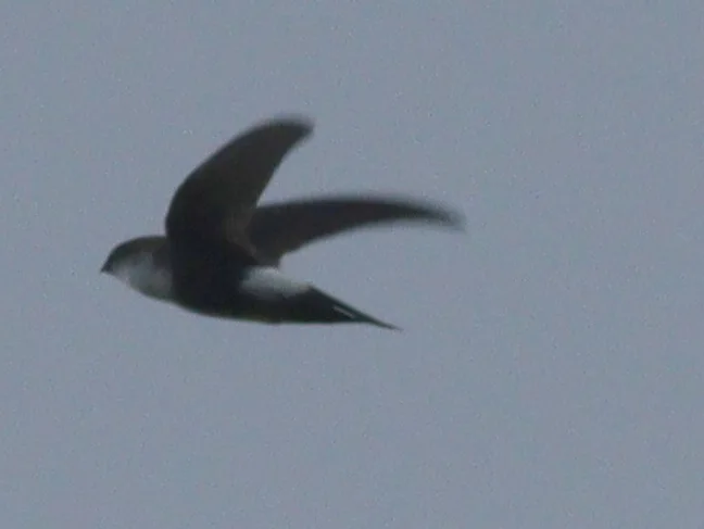 西印棕雨燕(Tachornis phoenicobia)