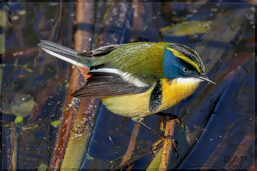 多色苇霸鹟(Tachuris rubrigastra)