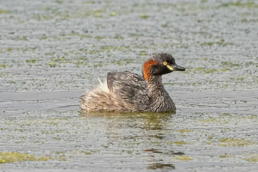 黑喉小䴙䴘(Tachybaptus novaehollandiae)