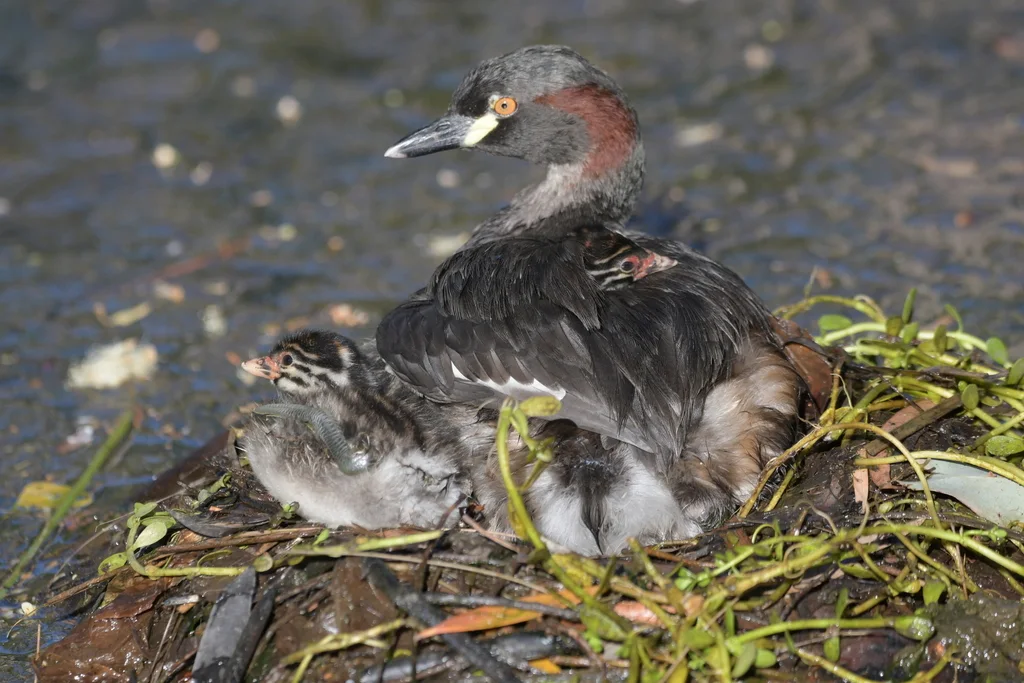 黑喉小䴙䴘(Tachybaptus novaehollandiae)