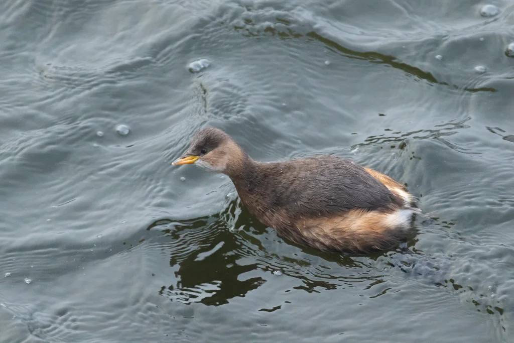 小䴙䴘(Tachybaptus ruficollis)