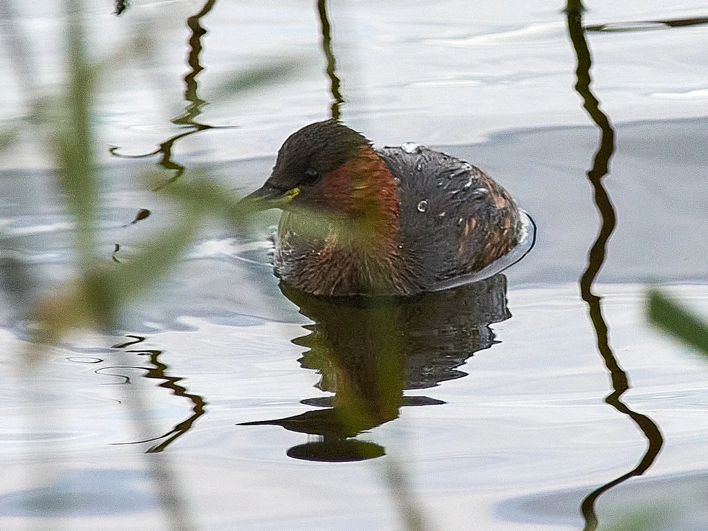 小䴙䴘(Tachybaptus ruficollis)