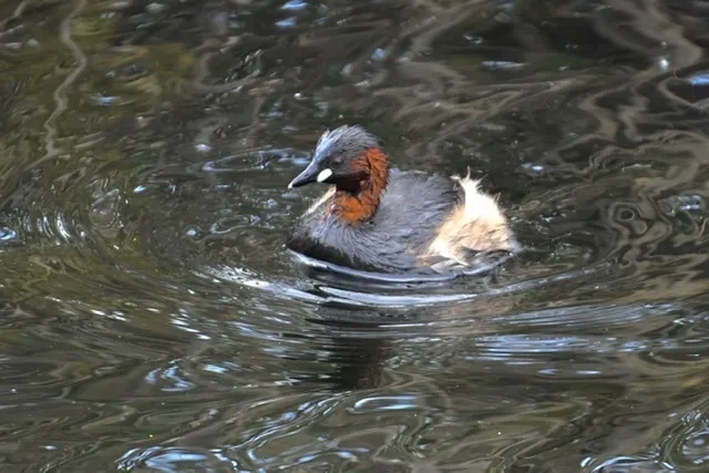 小䴙䴘(Tachybaptus ruficollis)