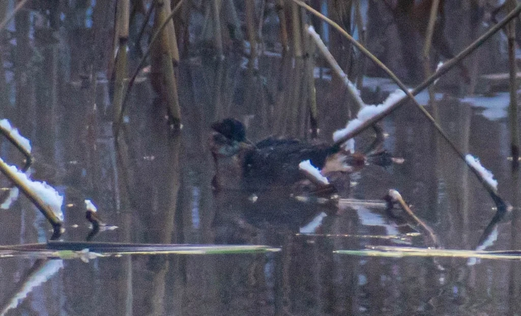 小䴙䴘(Tachybaptus ruficollis)