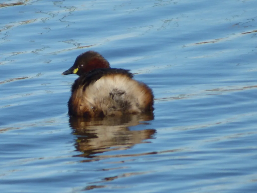 小䴙䴘(Tachybaptus ruficollis)