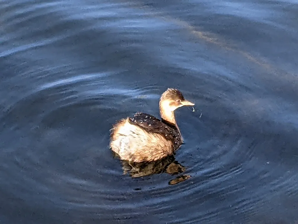 小䴙䴘(Tachybaptus ruficollis)