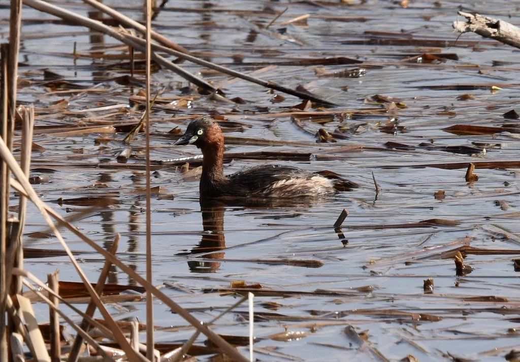 小䴙䴘(Tachybaptus ruficollis)