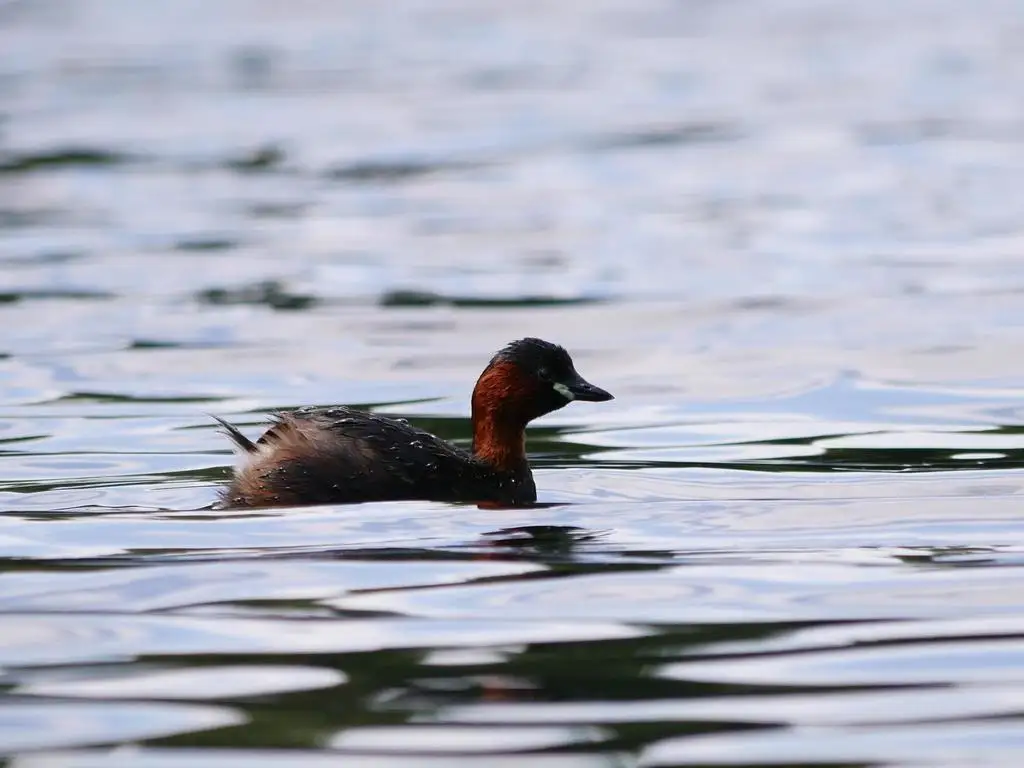 小䴙䴘(Tachybaptus ruficollis)