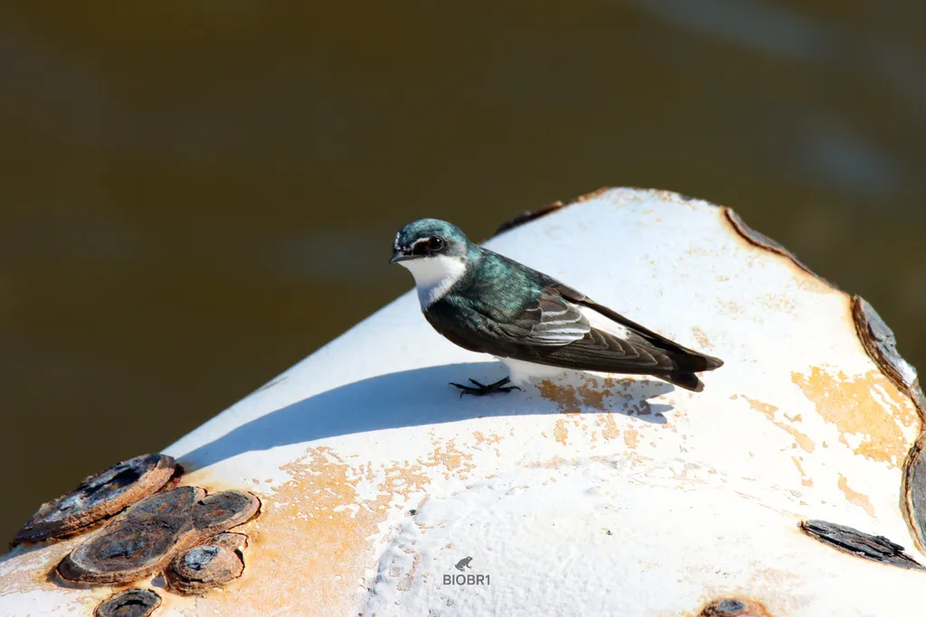红树燕(Tachycineta albilinea)