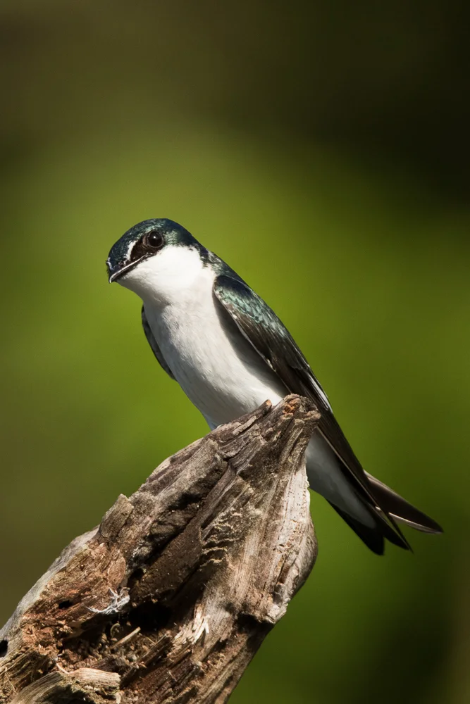 红树燕(Tachycineta albilinea)