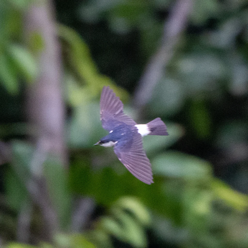 红树燕(Tachycineta albilinea)