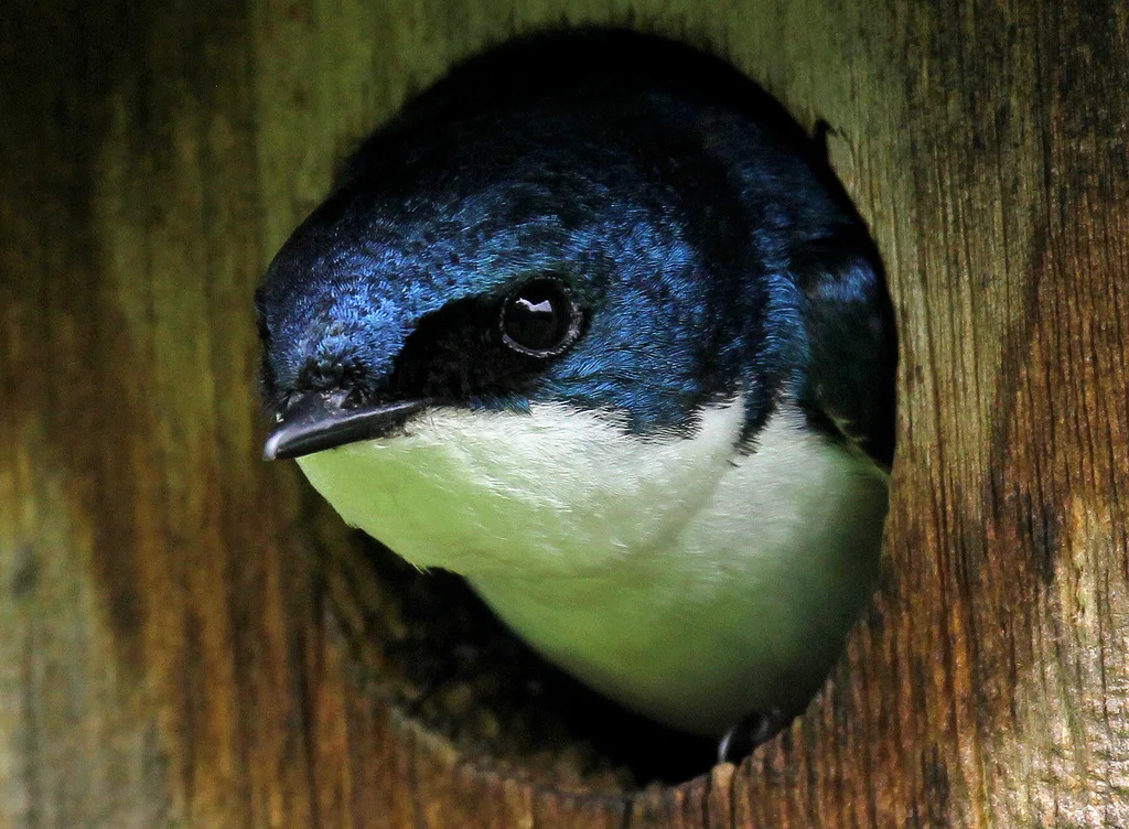 双色树燕(Tachycineta bicolor)