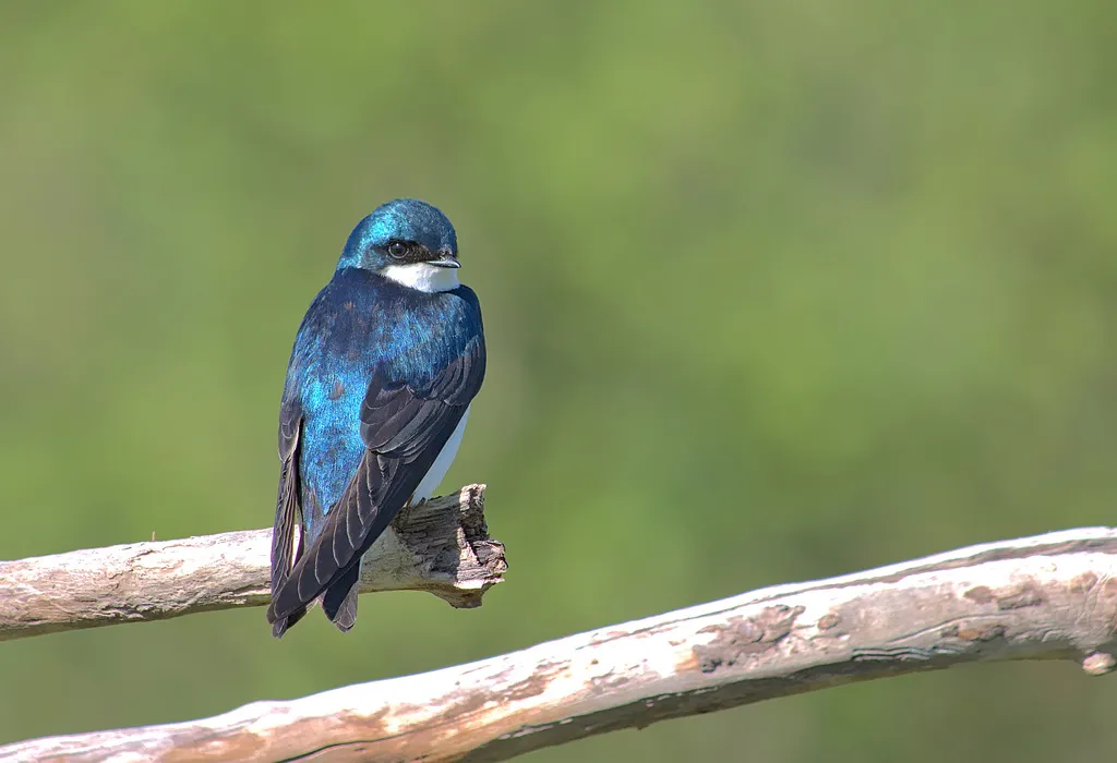 双色树燕(Tachycineta bicolor)