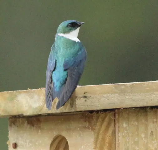 金色树燕(Tachycineta euchrysea)