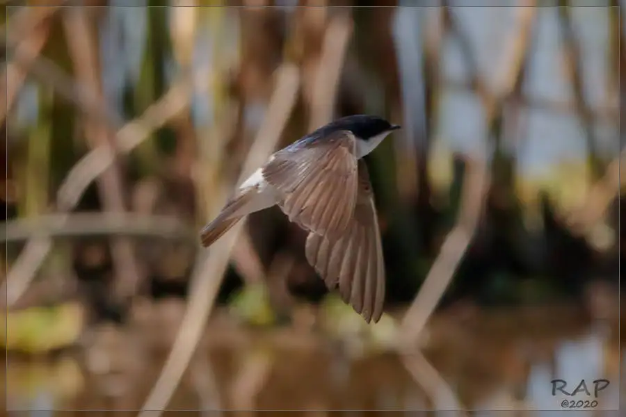 白臀树燕(Tachycineta leucopyga)