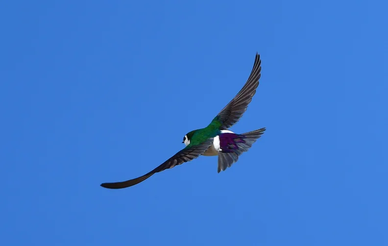 紫绿树燕(Tachycineta thalassina)